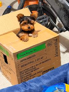 Puppy for sale call for more information