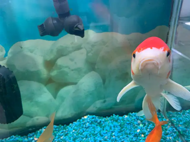 Large Koi