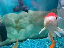 Large Koi
