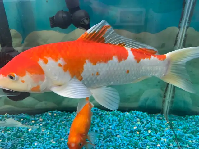 Large Koi - Photo 2
