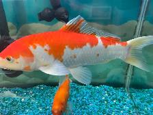 Large Koi - Photo 2