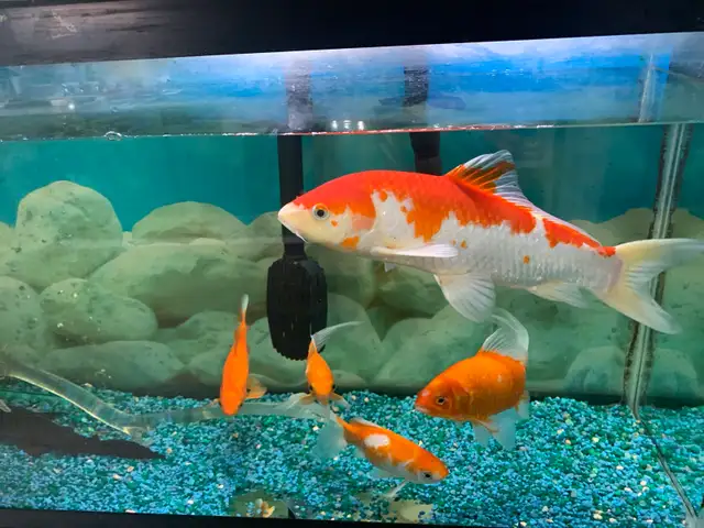 Large Koi - Photo 3