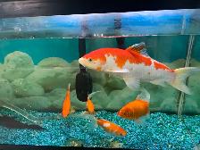 Large Koi - Photo 3
