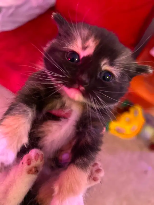 Kittens ready for their forever homes in 3 weeks. - Photo 2