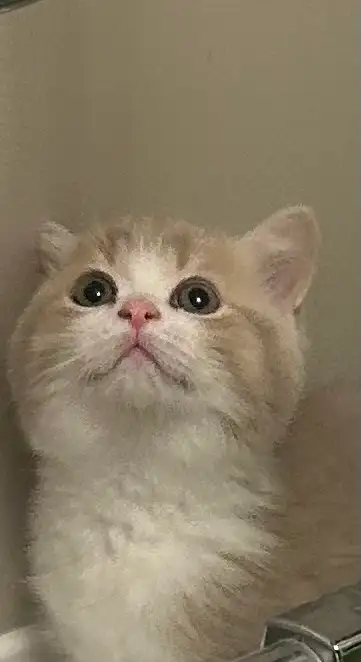 British Shorthair kittens