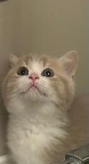 British Shorthair kittens