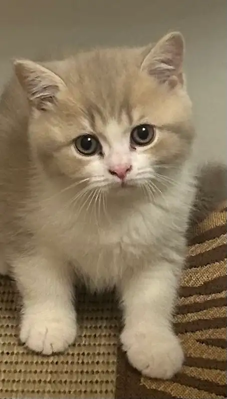 British Shorthair kittens - Photo 2