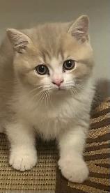 British Shorthair kittens - Photo 2