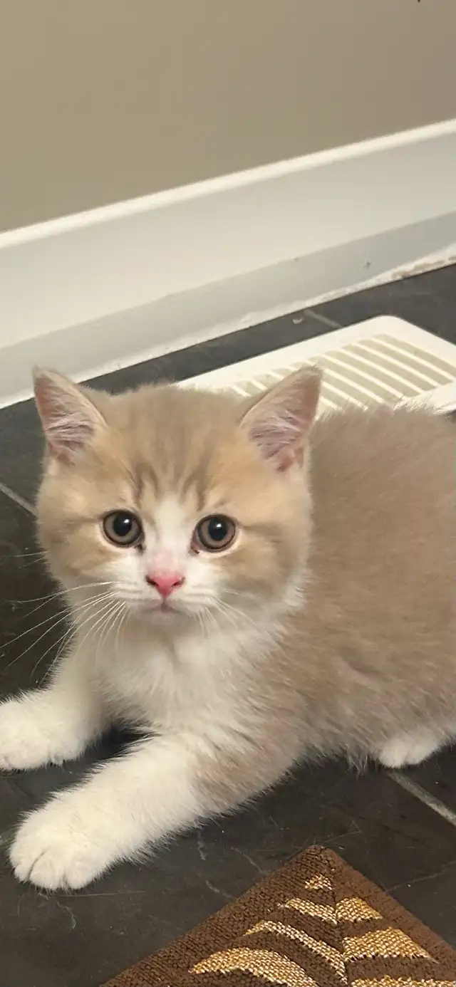 British Shorthair kittens - Photo 3