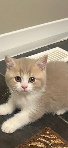 British Shorthair kittens - Photo 3