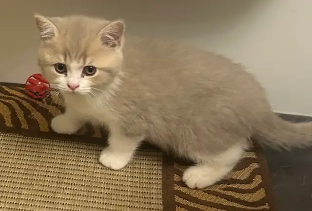 British Shorthair kittens - Photo 4