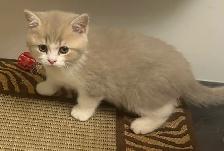 British Shorthair kittens - Photo 4