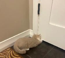 British Shorthair kittens - Photo 5