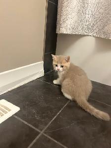 British Shorthair kittens - Photo 7