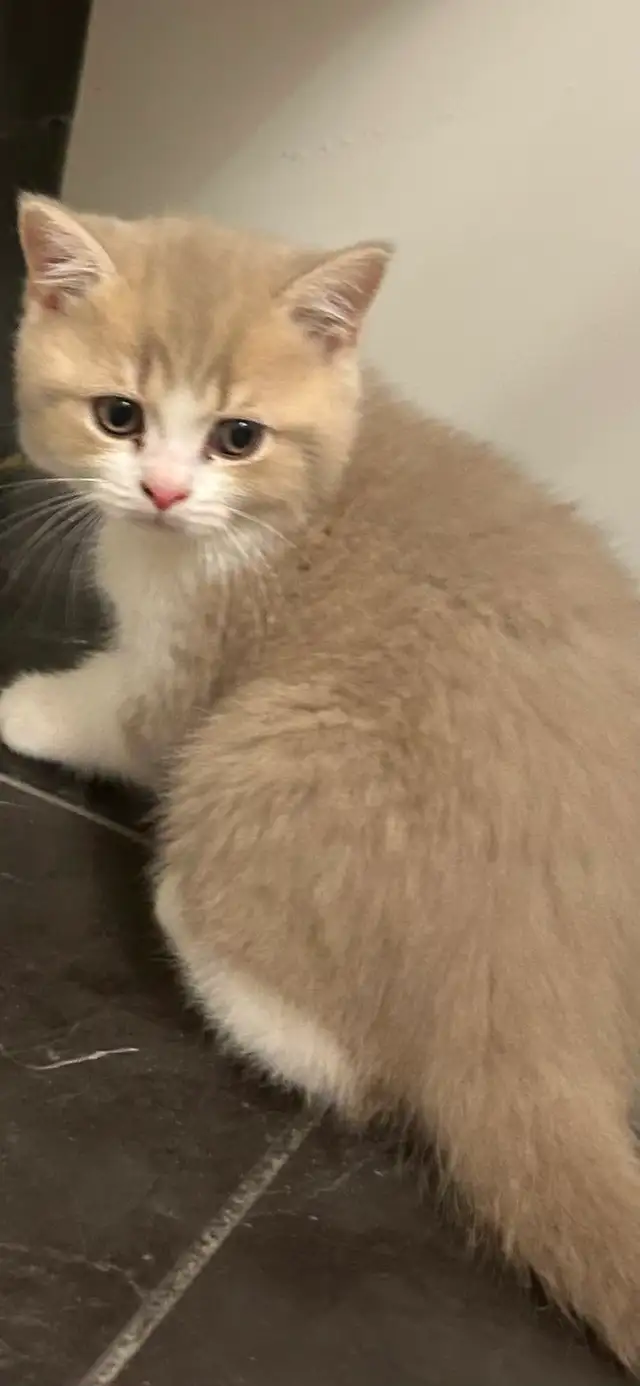 British Shorthair kittens - Photo 8