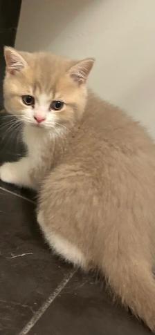 British Shorthair kittens - Photo 8