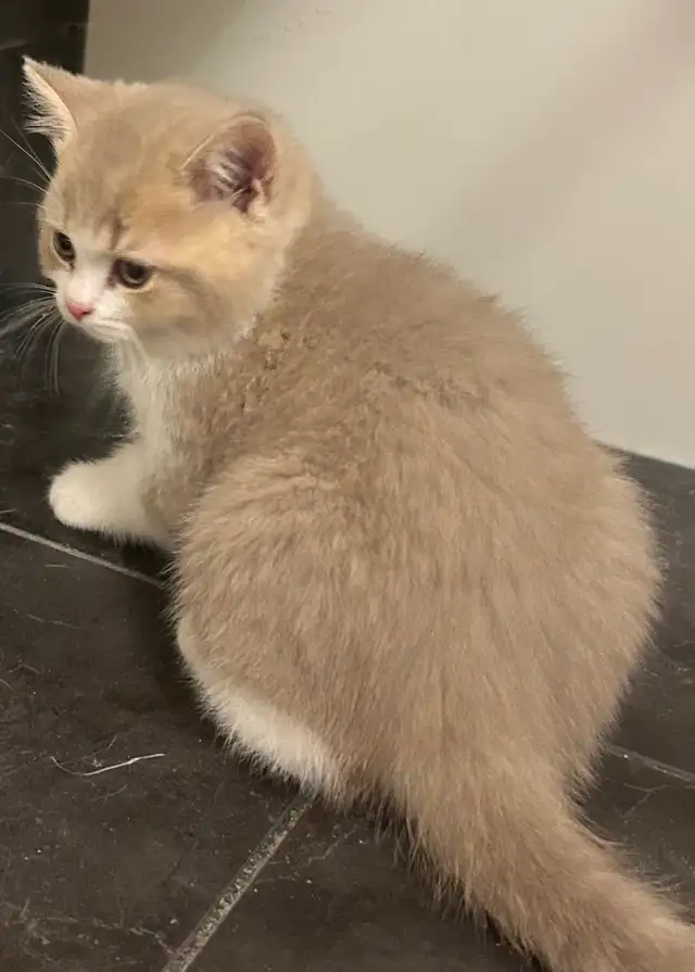 British Shorthair kittens - Photo 9