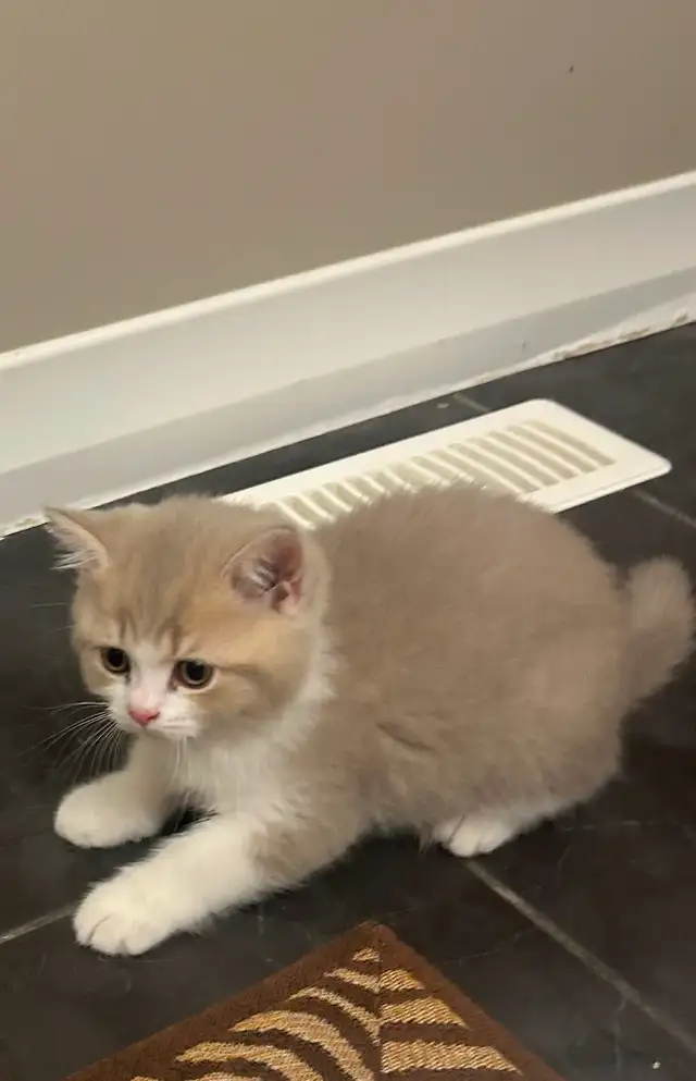 British Shorthair kittens - Photo 10
