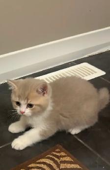 British Shorthair kittens - Photo 10