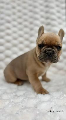 Bouledogues Français – Chiots Disponibles