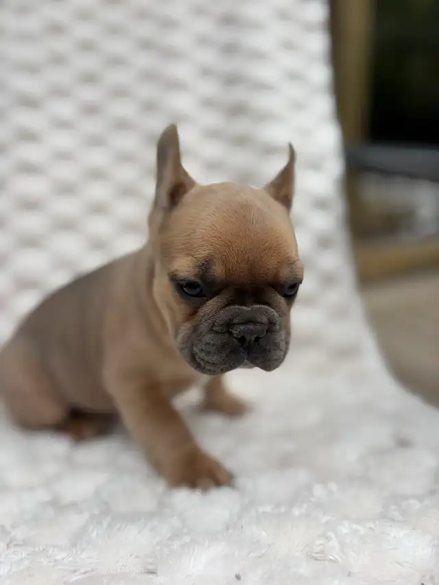 Bouledogues Français – Chiots Disponibles - Photo 2