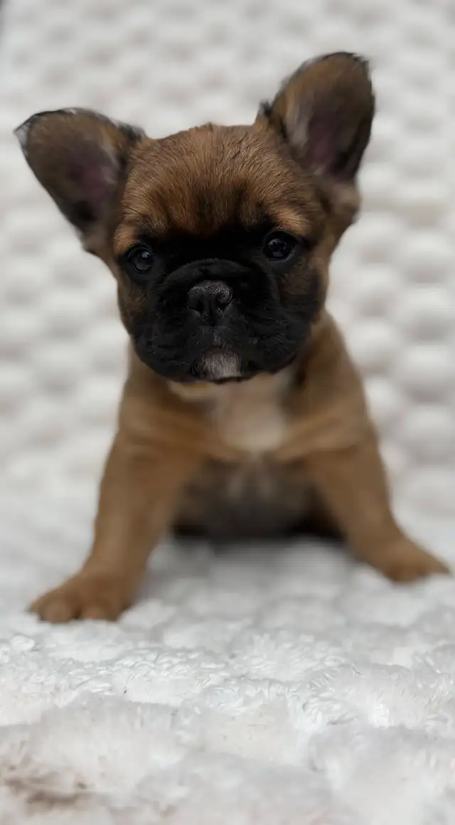 Bouledogues Français – Chiots Disponibles - Photo 3