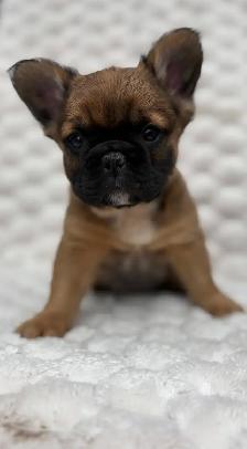 Bouledogues Français – Chiots Disponibles - Photo 3