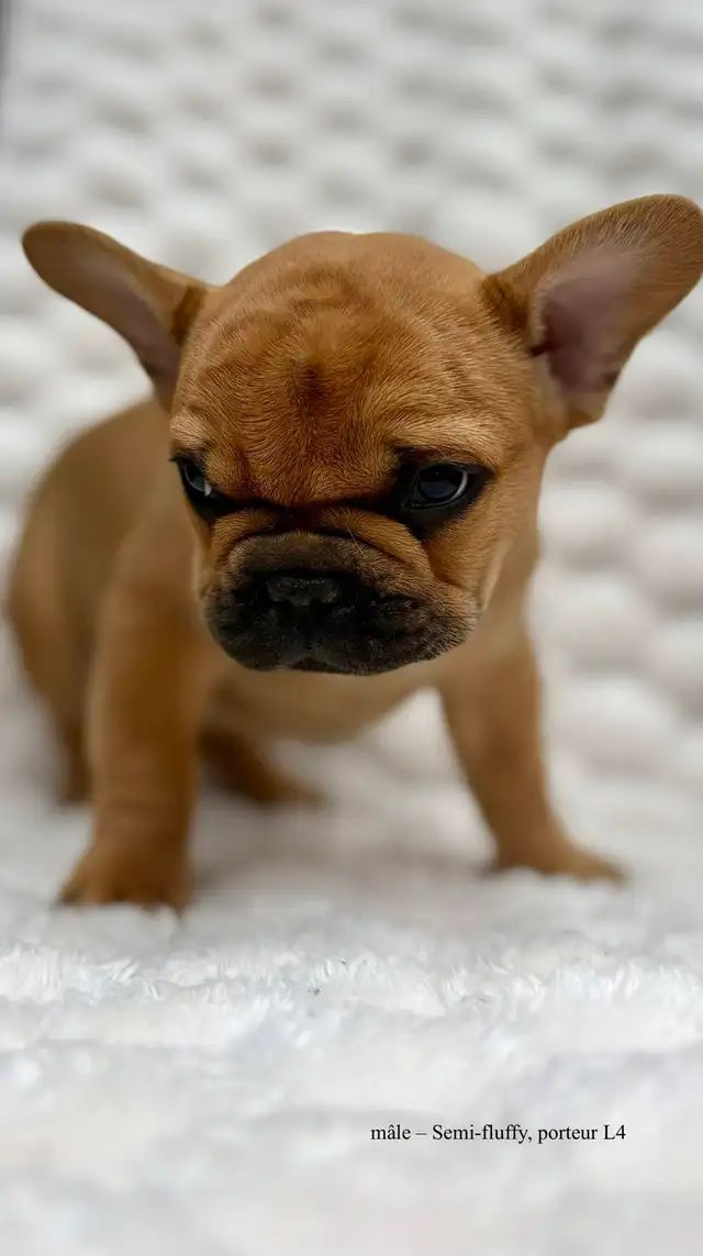 Bouledogues Français – Chiots Disponibles - Photo 4