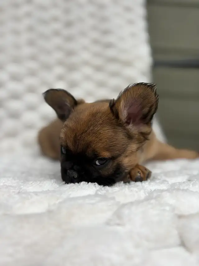 Bouledogues Français – Chiots Disponibles - Photo 6