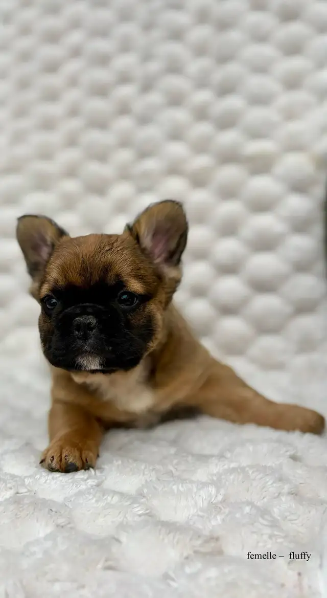 Bouledogues Français – Chiots Disponibles - Photo 7