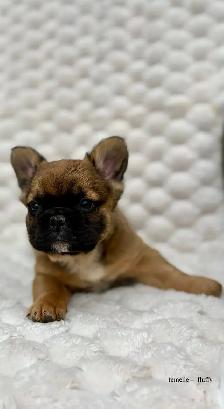 Bouledogues Français – Chiots Disponibles - Photo 7