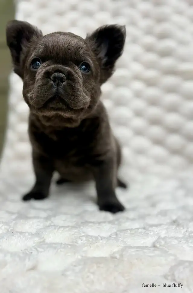 Bouledogues Français – Chiots Disponibles - Photo 8