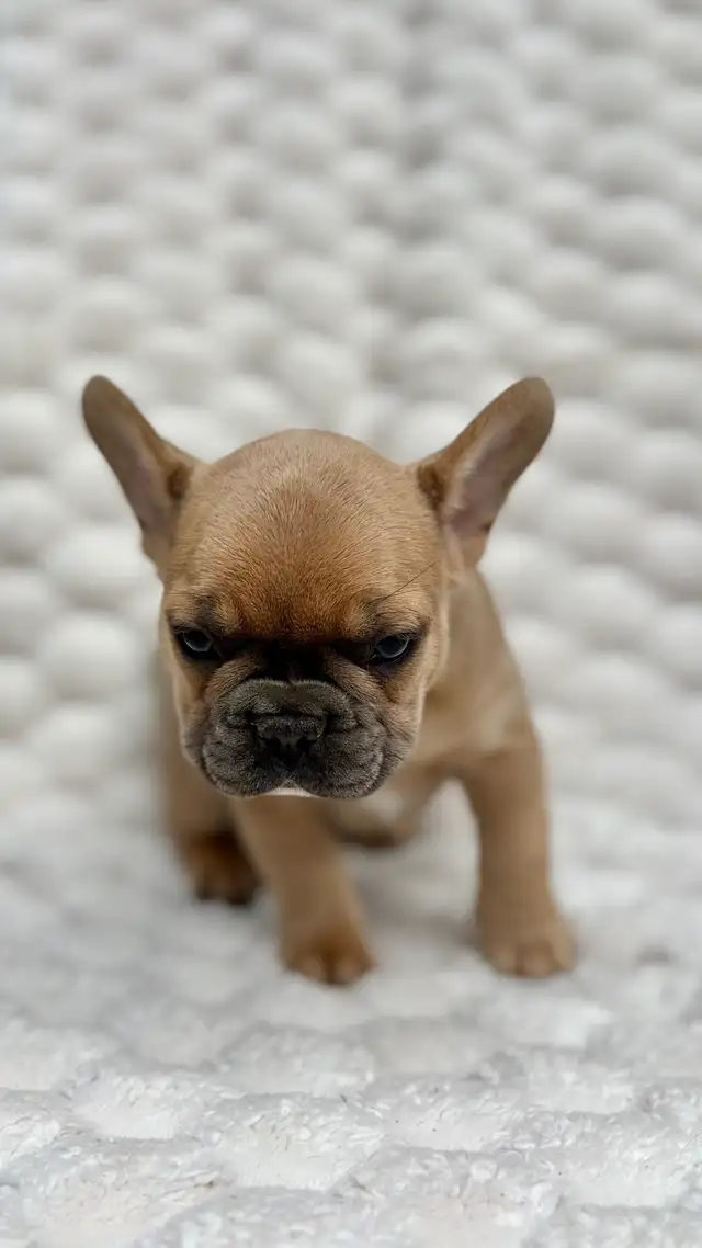 Bouledogues Français – Chiots Disponibles - Photo 9