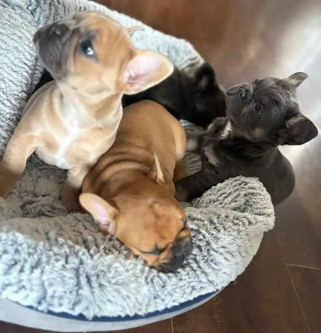 Bouledogues Français – Chiots Disponibles - Photo 10