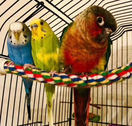 BIRD BOARDING TORONTO! | TEXT 647-490-7156 - Photo 2