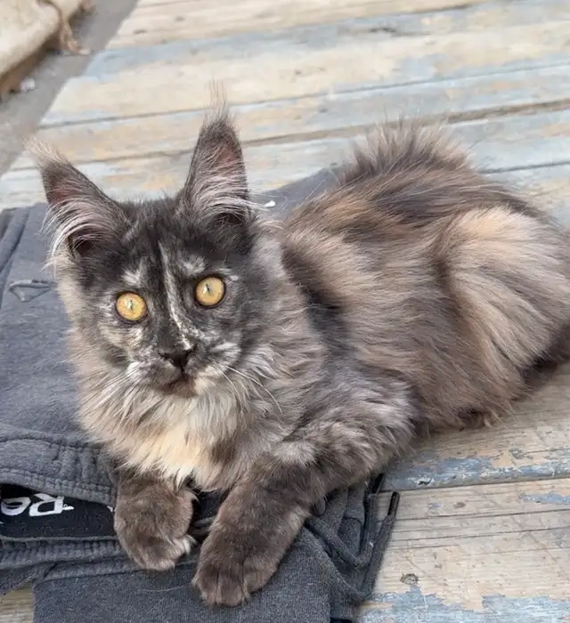 CCA Maine Coon Kittens: Ready Now & June Reservation