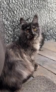 CCA Maine Coon Kittens: Ready Now & June Reservation - Photo 2