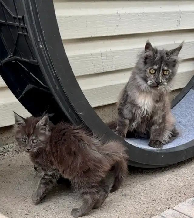 CCA Maine Coon Kittens: Ready Now & June Reservation - Photo 5