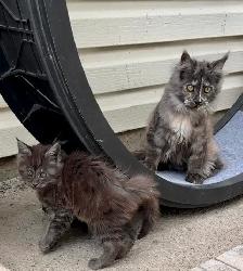 CCA Maine Coon Kittens: Ready Now & June Reservation - Photo 5