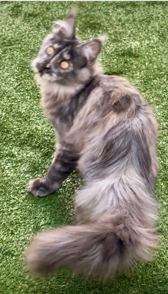 CCA Maine Coon Kittens: Ready Now & June Reservation - Photo 7