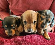 Miniature Dachshund Puppies