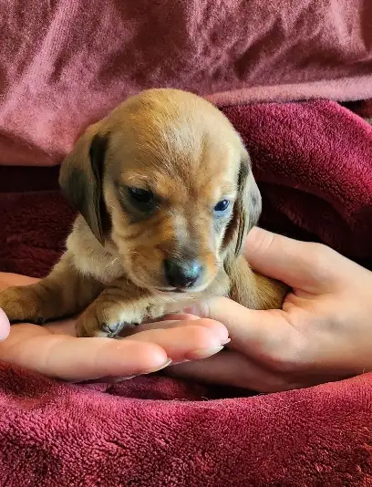 Miniature Dachshund Puppies - Photo 2