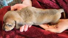 Miniature Dachshund Puppies - Photo 3