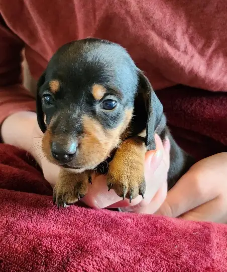 Miniature Dachshund Puppies - Photo 4