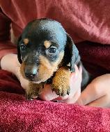 Miniature Dachshund Puppies - Photo 4