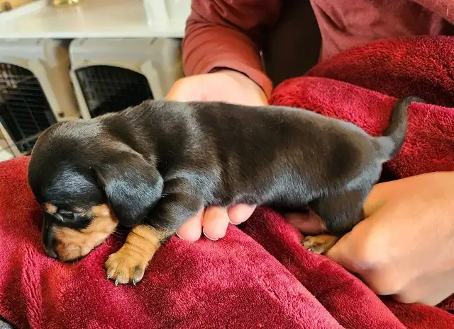 Miniature Dachshund Puppies - Photo 5