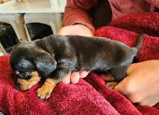 Miniature Dachshund Puppies - Photo 5