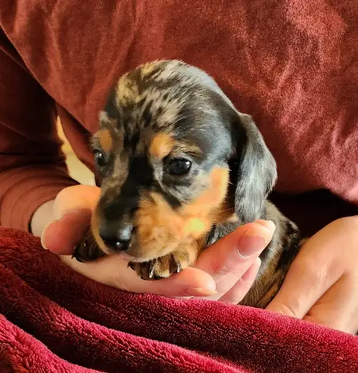 Miniature Dachshund Puppies - Photo 6