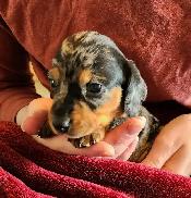 Miniature Dachshund Puppies - Photo 6
