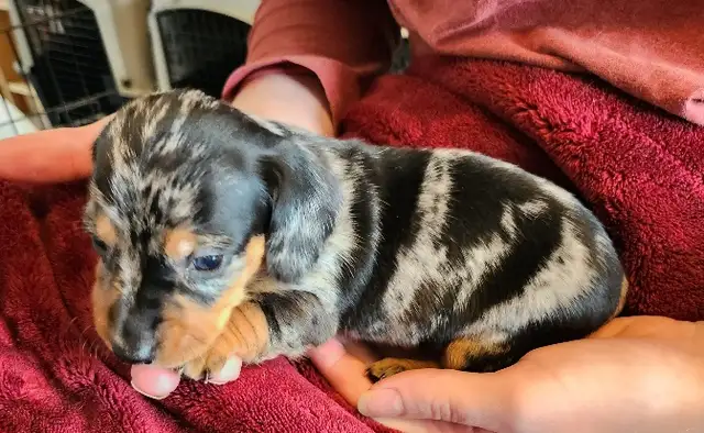 Miniature Dachshund Puppies - Photo 7